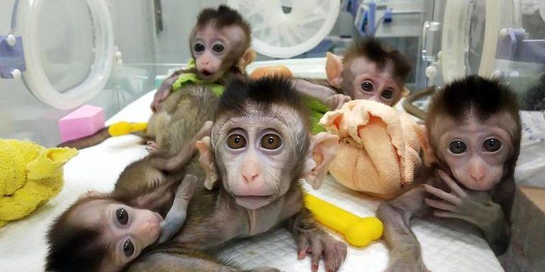 Ужас! Какво е правил Мъск с маймуните